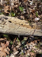 Xylobolus frustulatus