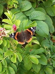 Vanessa atalanta