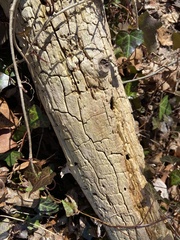 Xylobolus frustulatus