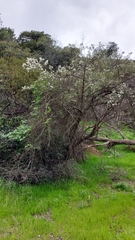Ceanothus integerrimus