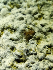 Porrhoclubiona leucaspis