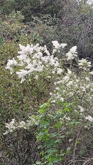 Ceanothus integerrimus