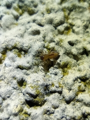 Porrhoclubiona leucaspis