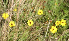 Coreopsis leavenworthii