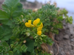 Lotus cytisoides
