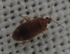 Cardiastethus fasciiventris