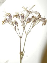 Silene flos-cuculi
