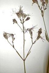 Silene flos-cuculi
