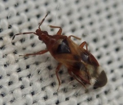 Anthocoris