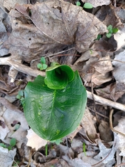 Arum cylindraceum