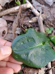 Arum cylindraceum