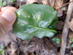 Arum cylindraceum