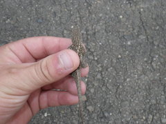 Sceloporus occidentalis occidentalis