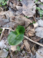 Arum cylindraceum