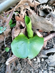 Arum cylindraceum