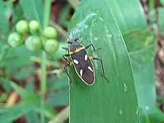 Acinocoris interruptus