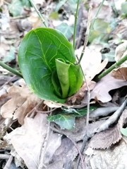 Arum cylindraceum