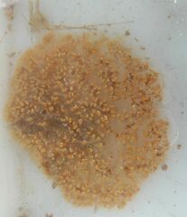 Aplidium glabrum