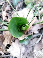 Arum cylindraceum
