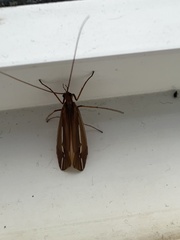 Psychoglypha