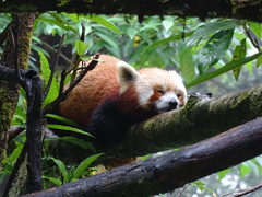 Ailurus fulgens