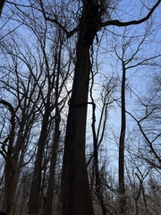 Liriodendron tulipifera