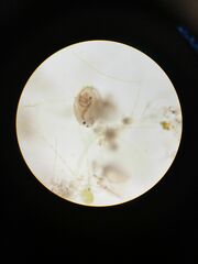 Chydoridae