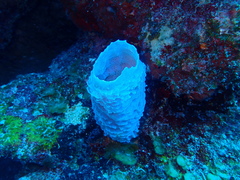 Callyspongia plicifera