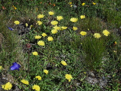 Pilosella lactucella