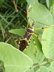 Zelus armillatus