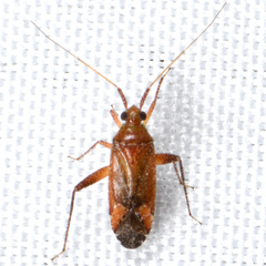 Orthotylinae