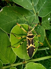 Zelus armillatus