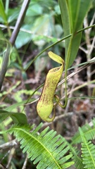 Nepenthes gracilis