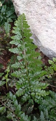 Asplenium adiantum-nigrum
