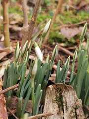 Galanthus nivalis