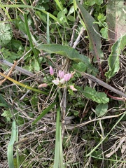 Allium drummondii