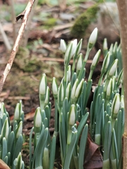 Galanthus nivalis