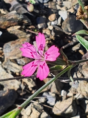 Dianthus deltoides