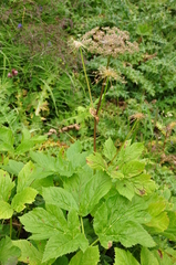Peucedanum ostruthium