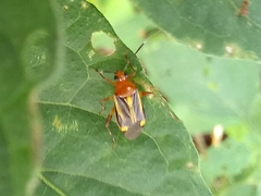 Horciasinus signoreti