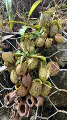 Nepenthes ampullaria