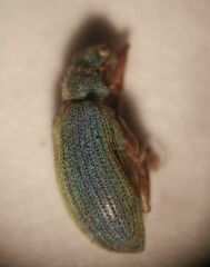 Polydrusus pterygomalis