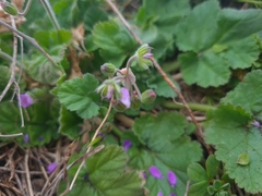 Erodium malacoides