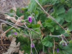 Erodium malacoides