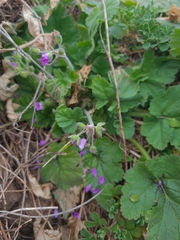 Erodium malacoides