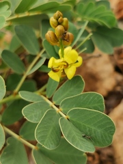 Senna italica