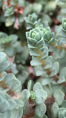 Pimelea prostrata