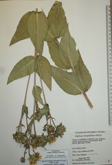 Silphium integrifolium