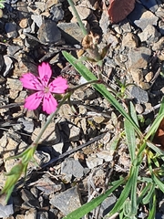 Dianthus deltoides