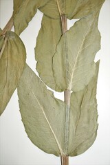 Silphium integrifolium